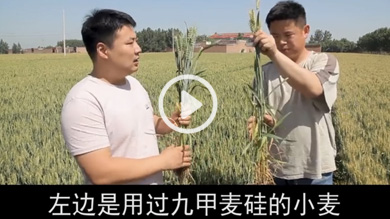 麦硅对比石家庄辛集八里庄