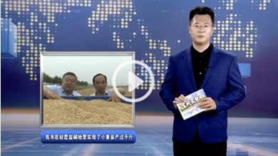 我市在轻度盐碱地里实现了小麦亩产过千斤